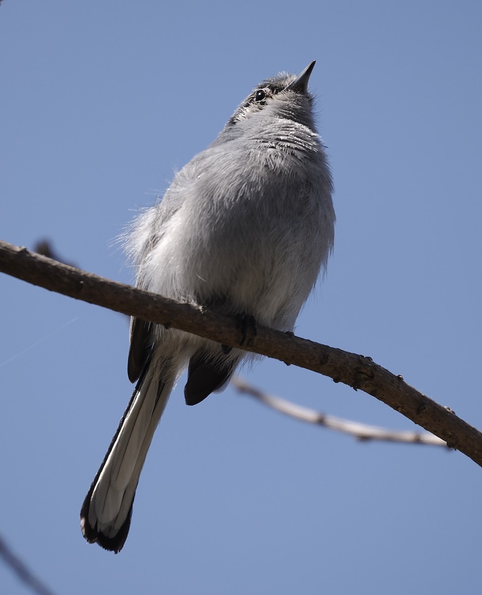 Masked Gnatcatcher - ML624518772