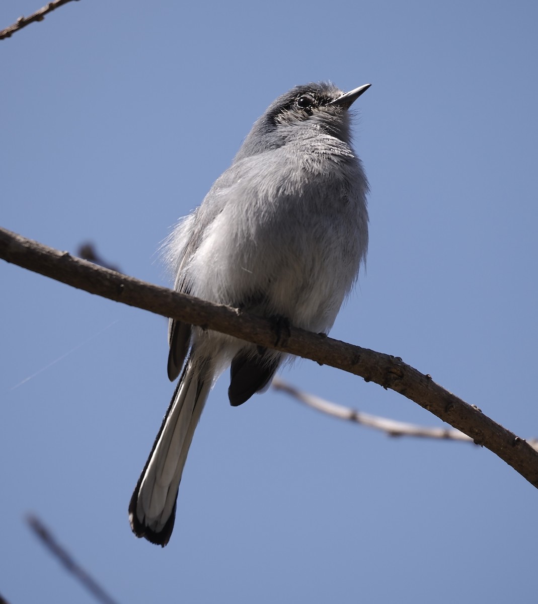 Masked Gnatcatcher - ML624518773