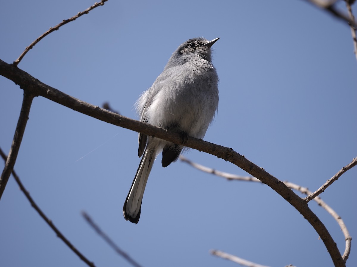 Masked Gnatcatcher - ML624518774