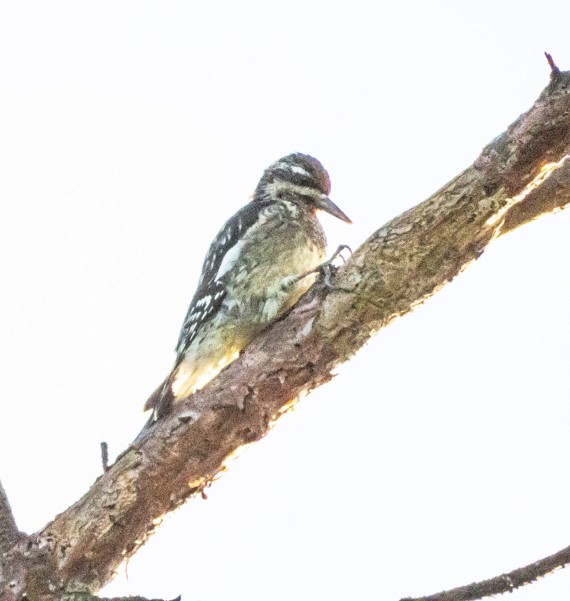 Yellow-bellied Sapsucker - ML624518781