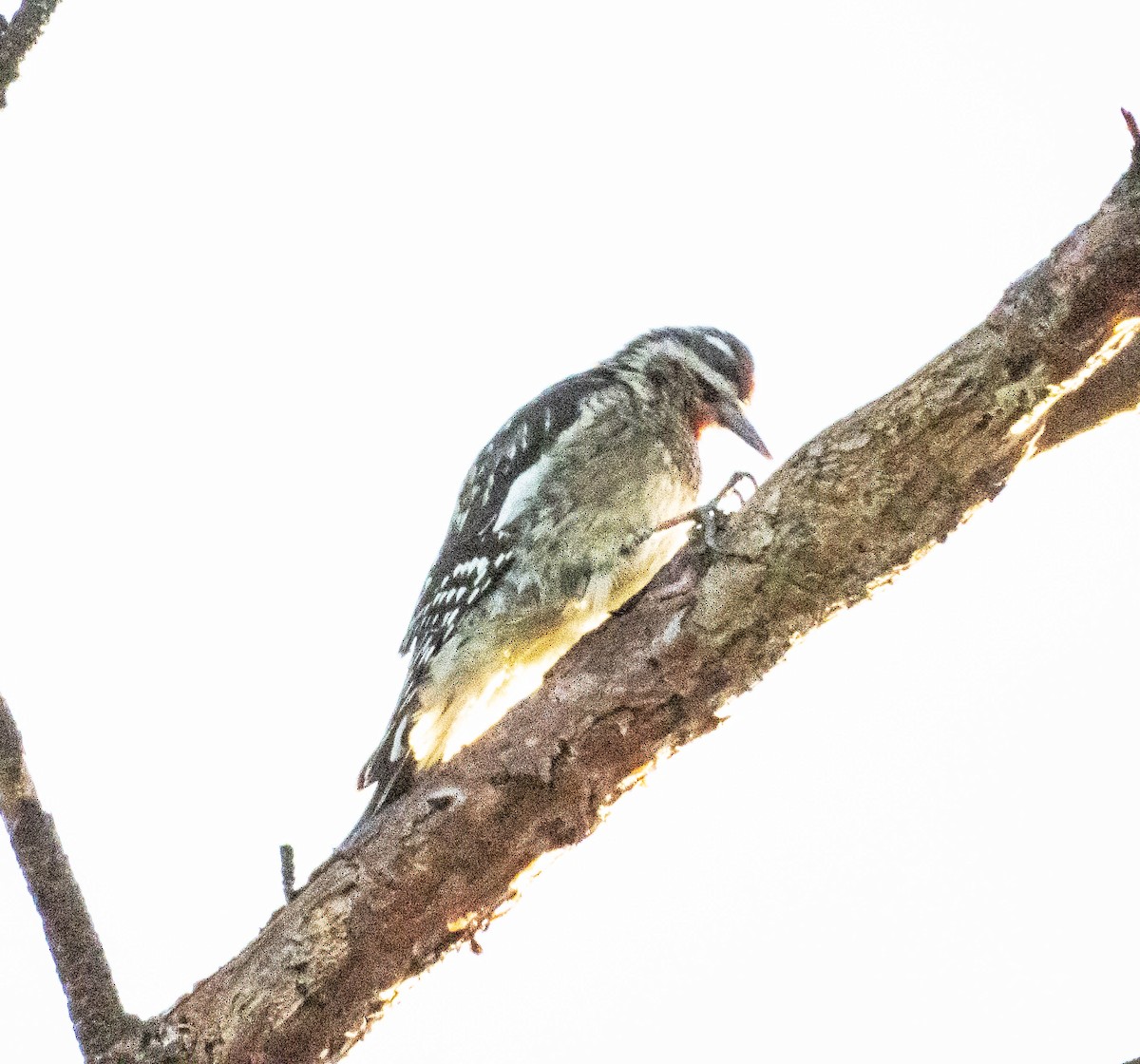 Yellow-bellied Sapsucker - ML624518782