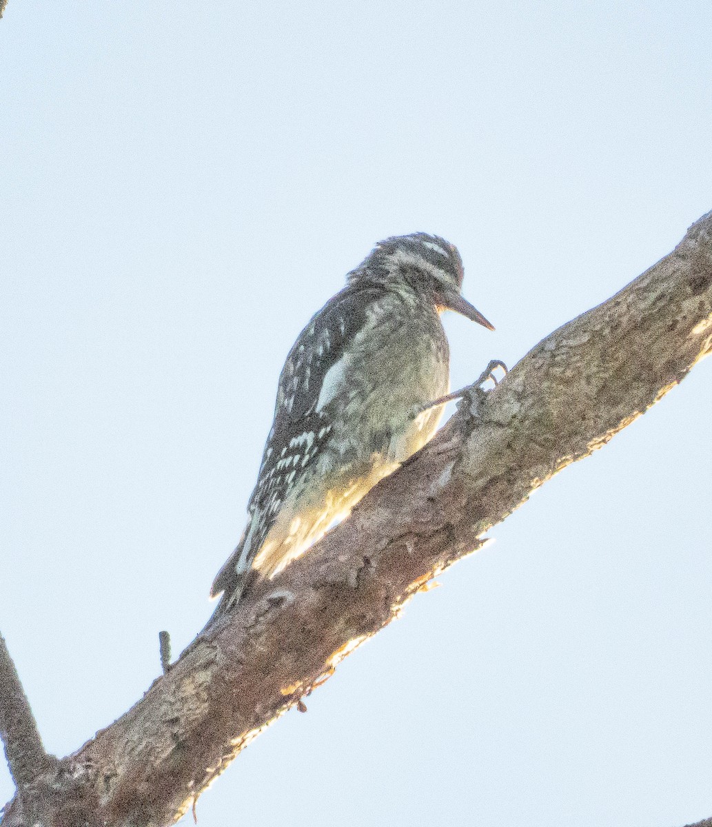 Yellow-bellied Sapsucker - ML624518783