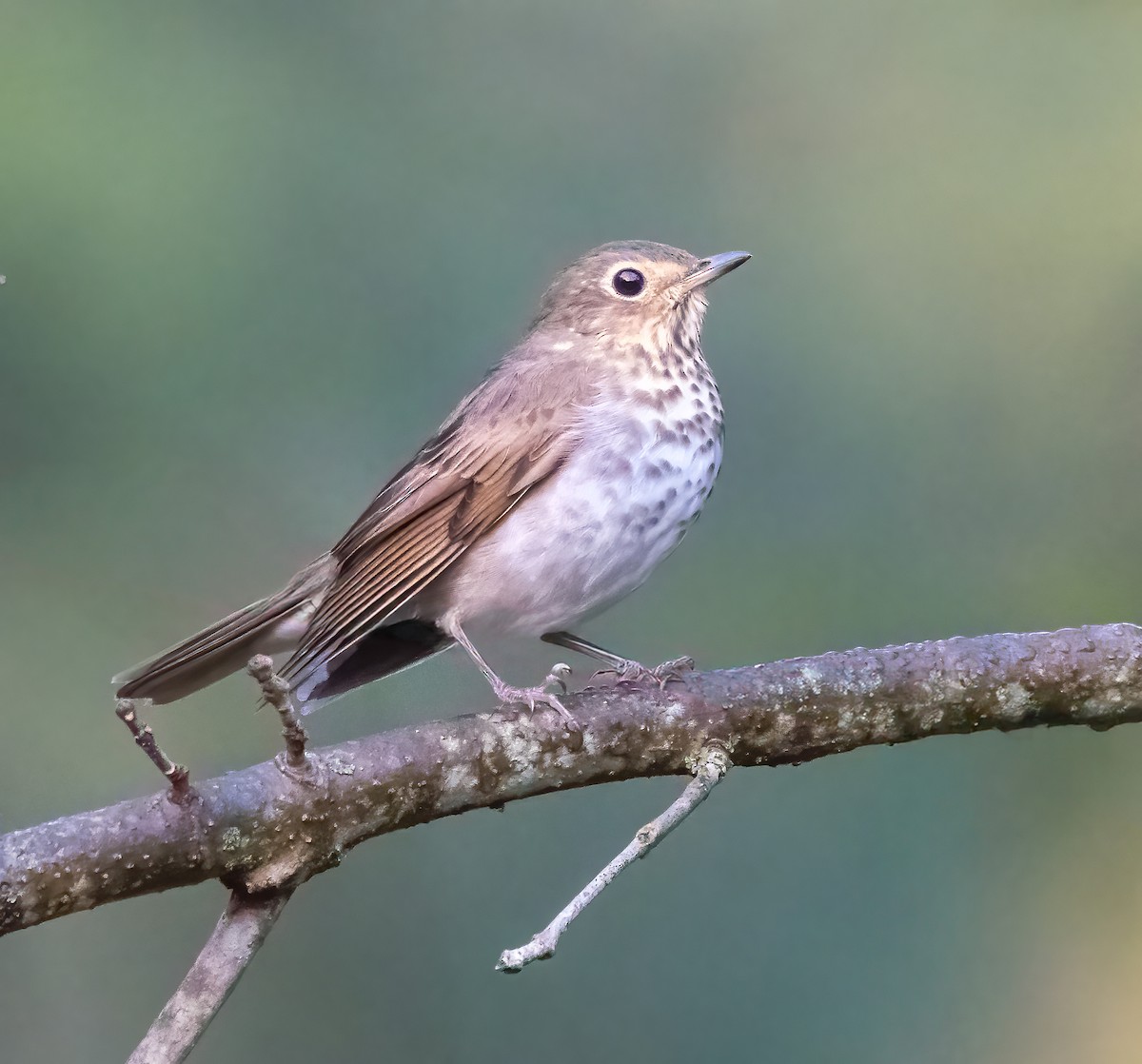 Swainson's Thrush - ML624518784