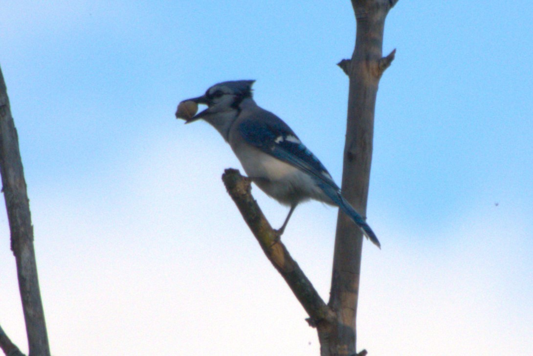 Blue Jay - ML624518785