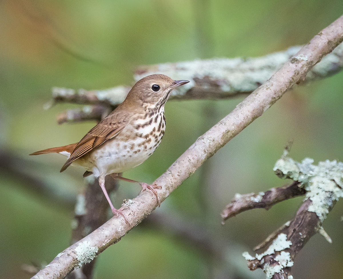 Hermit Thrush - ML624518786