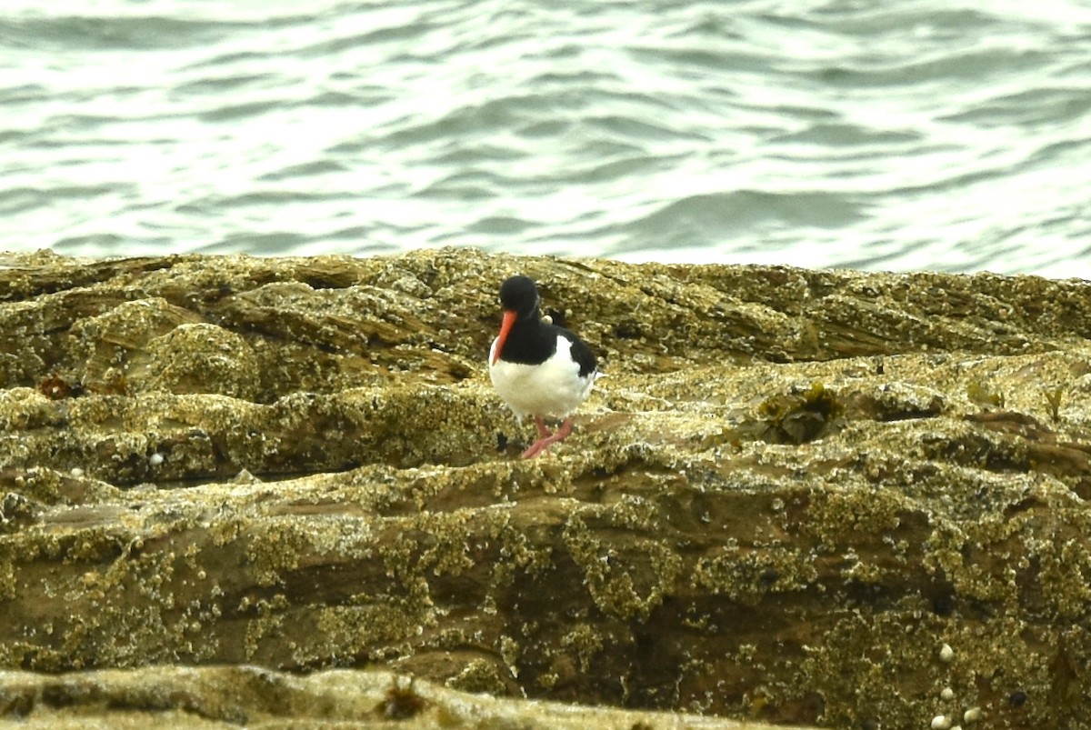 Eurasian Oystercatcher - ML624518788