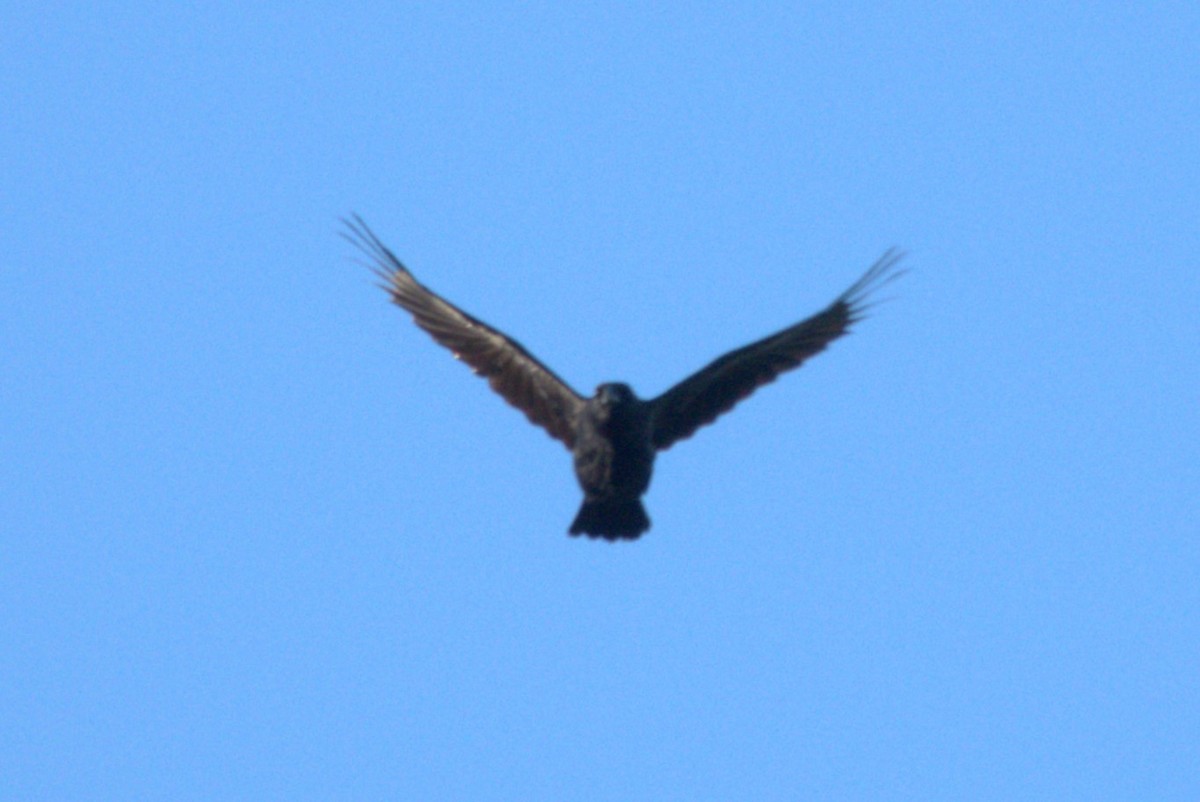 American Crow - ML624518789