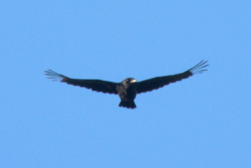 American Crow - ML624518790