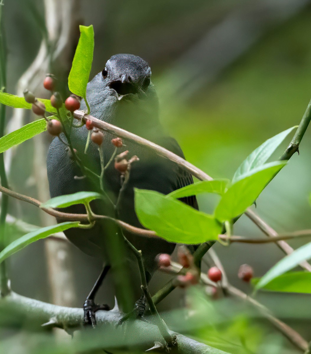 Gray Catbird - ML624518791