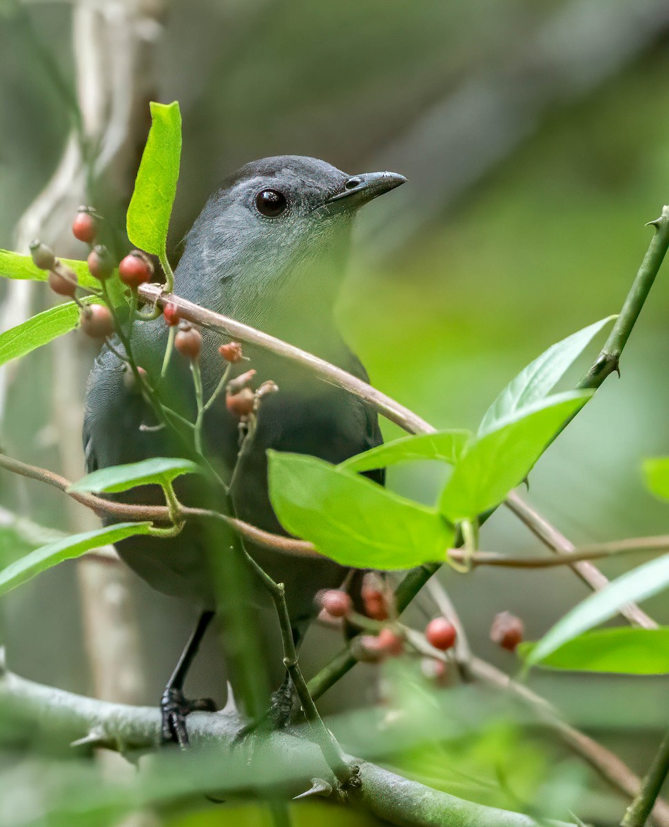 Gray Catbird - ML624518792