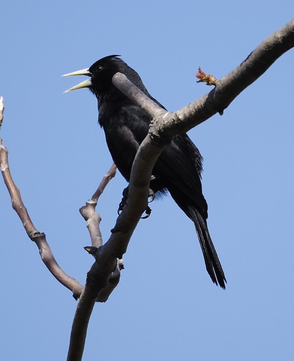 Solitary Black Cacique - ML624518793