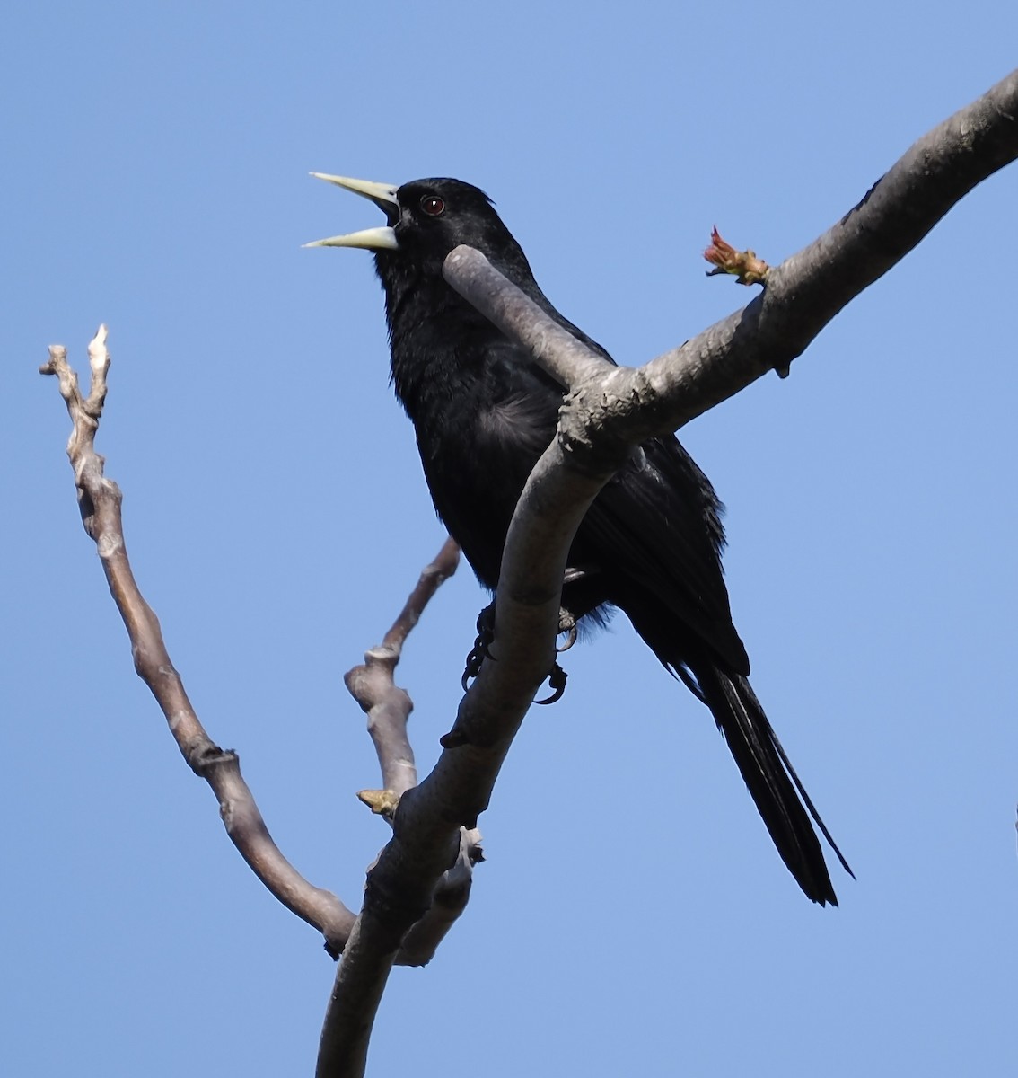 Solitary Black Cacique - ML624518794