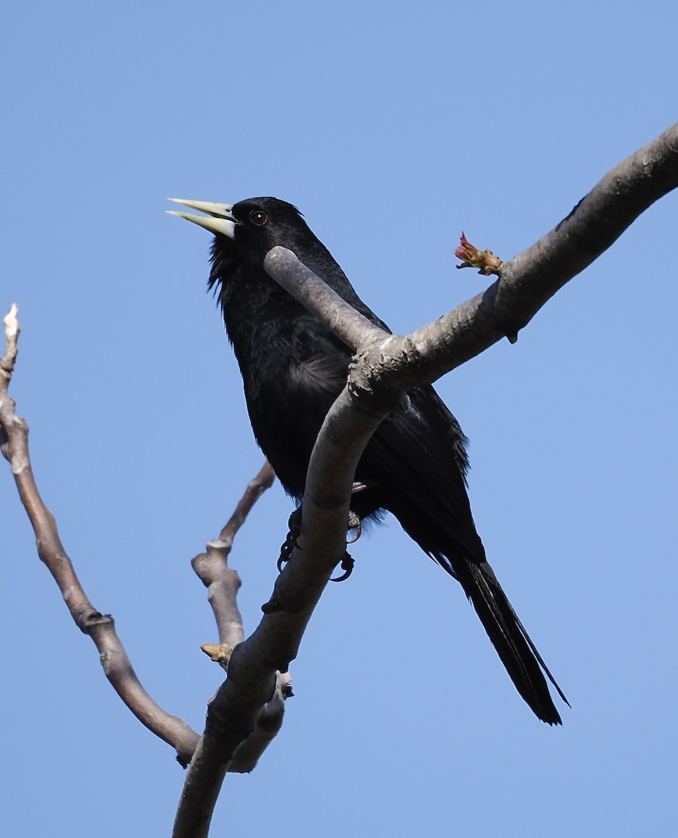 Solitary Black Cacique - ML624518795