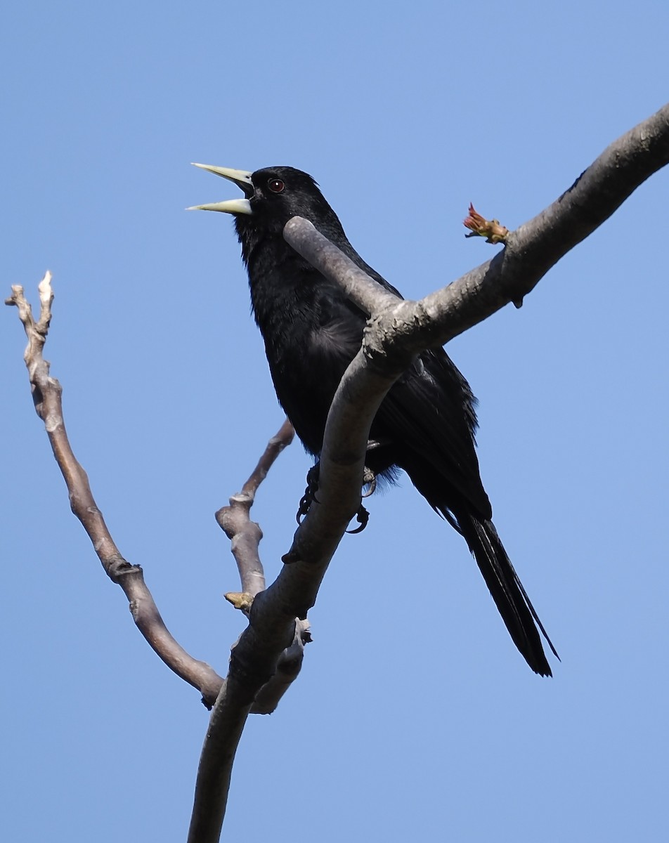 Solitary Black Cacique - ML624518796