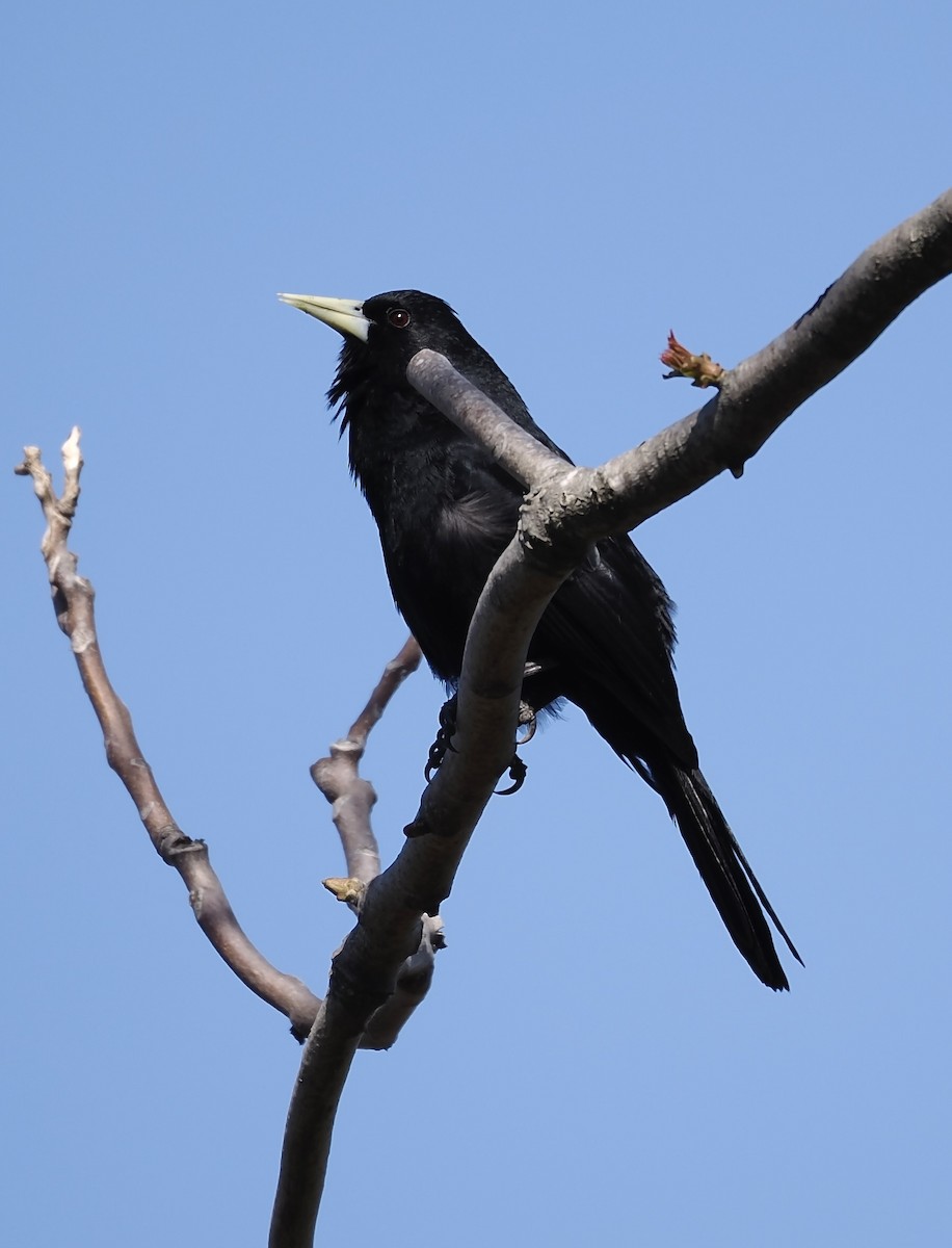 Solitary Black Cacique - ML624518797