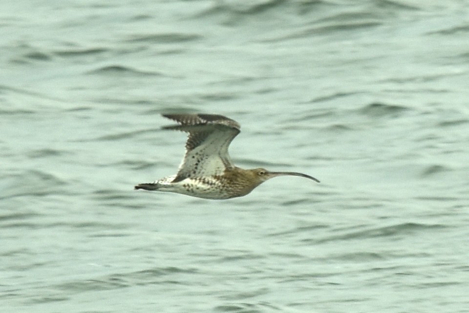 Eurasian Curlew - Blair Whyte