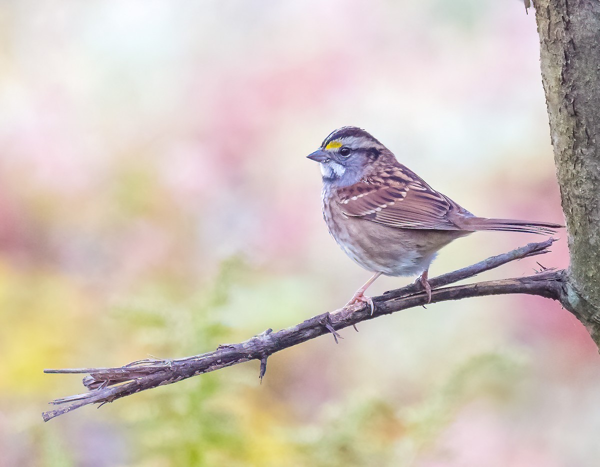 White-throated Sparrow - ML624518799