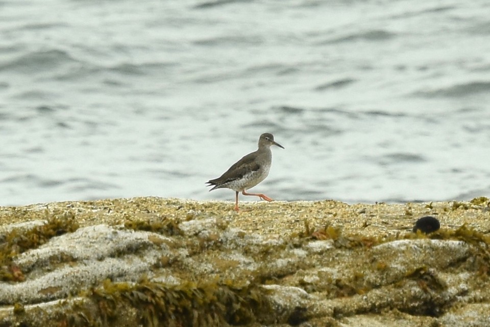 Common Redshank - ML624518800