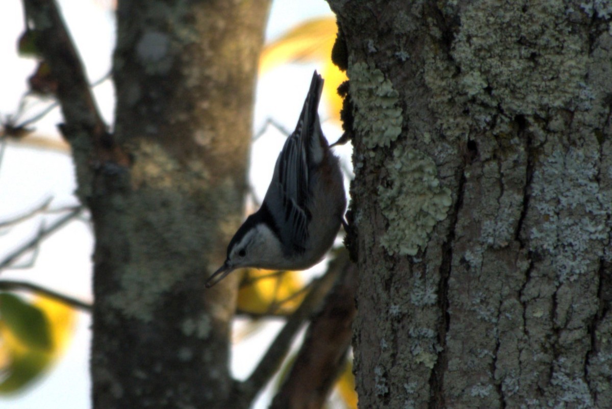 White-breasted Nuthatch - ML624518801