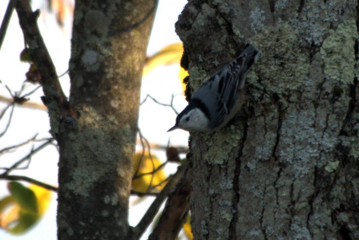 White-breasted Nuthatch - ML624518802