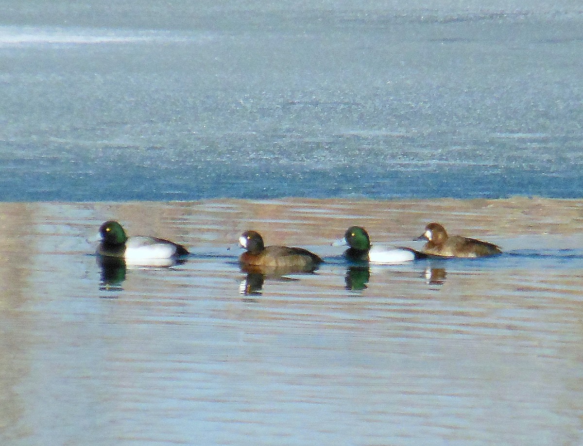 Greater Scaup - ML624518804