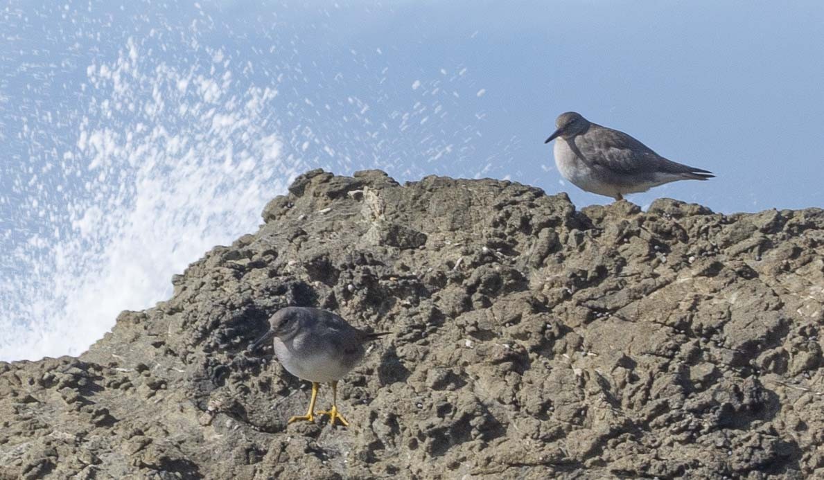 Wandering Tattler - ML624518843