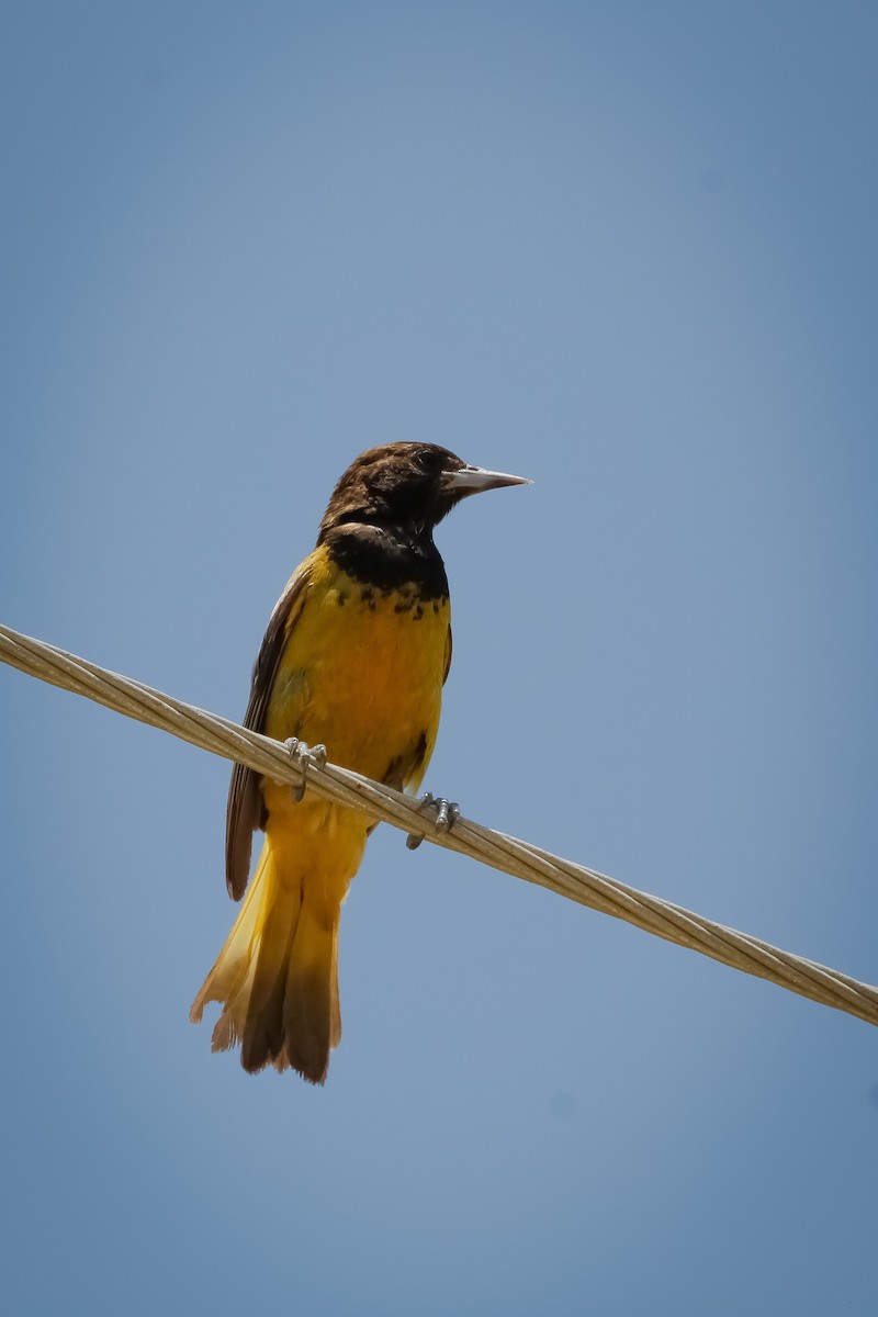 Scott's Oriole - ML624519011