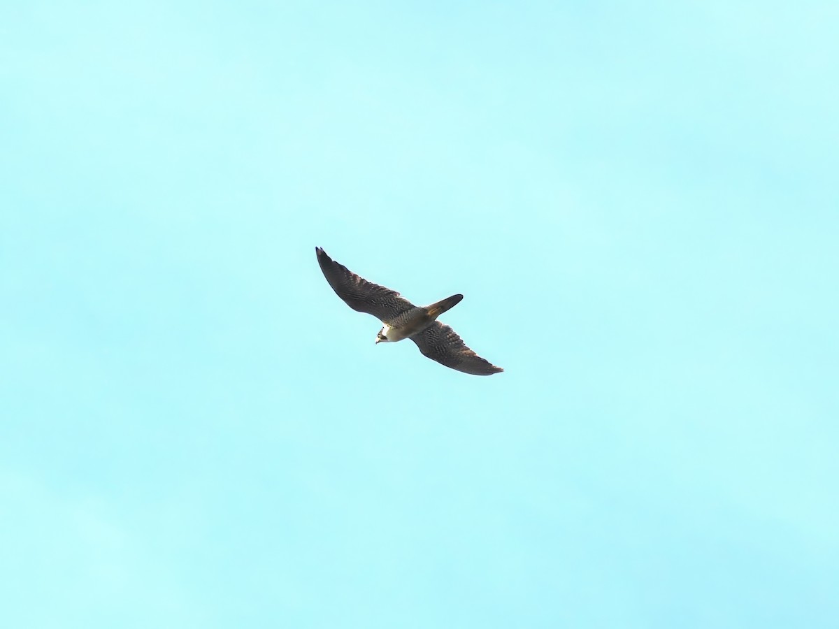 Peregrine Falcon - ML624519053