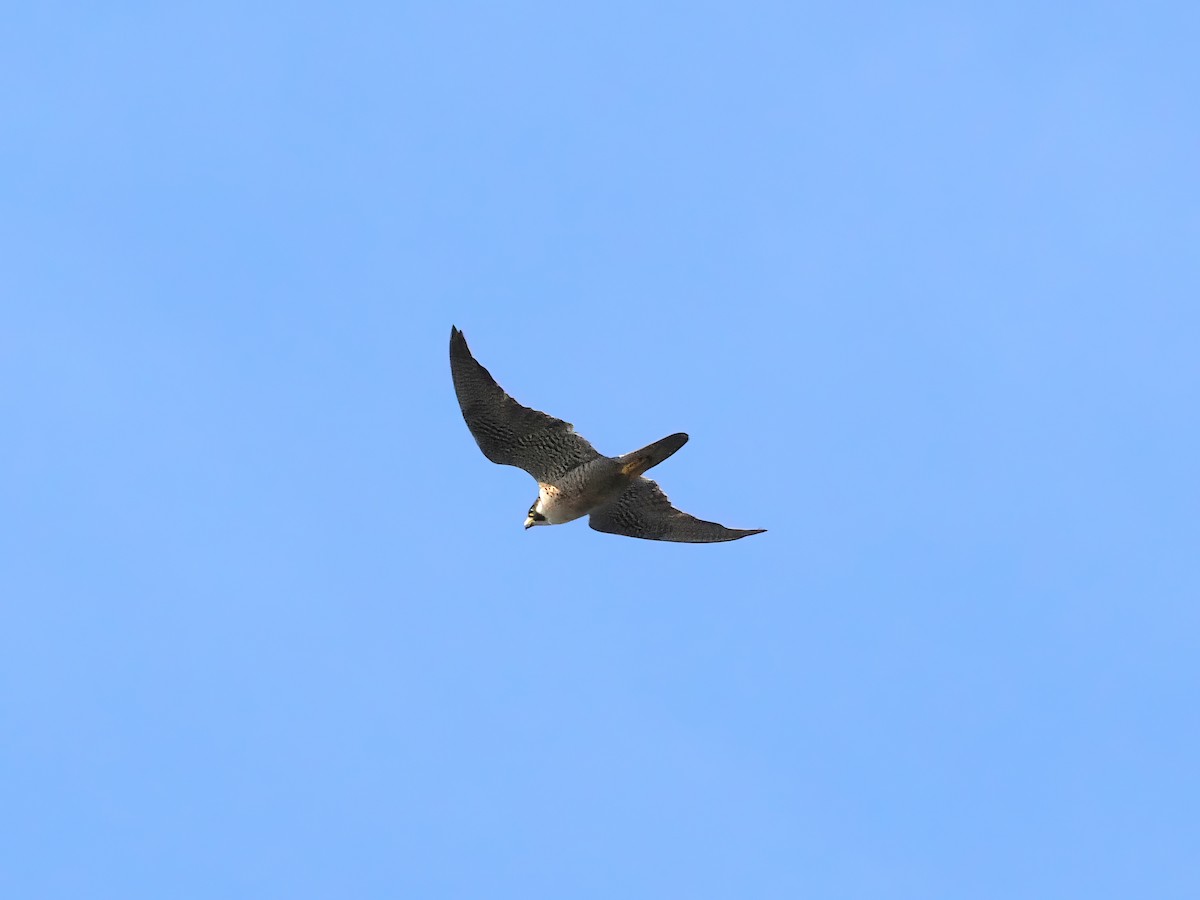 Peregrine Falcon - ML624519054