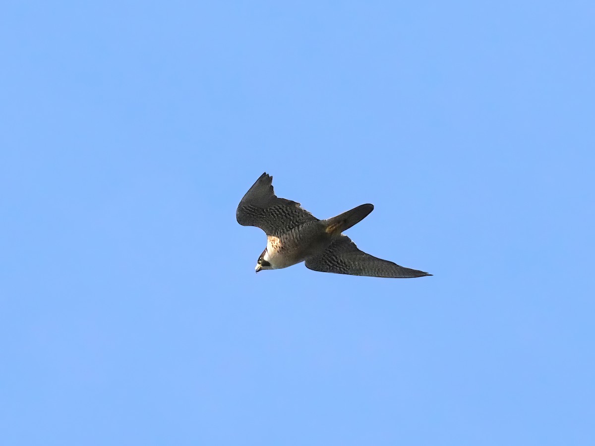 Peregrine Falcon - ML624519057