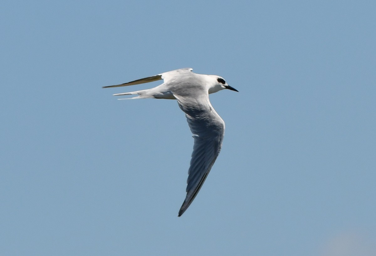 Forster's Tern - ML624519063