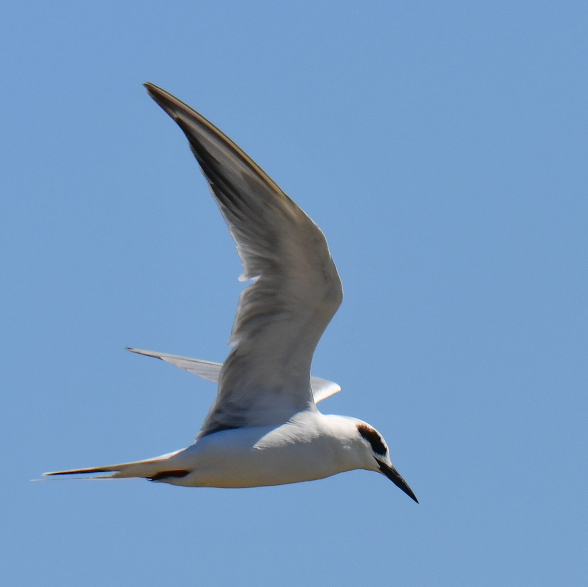 Forster's Tern - ML624519064