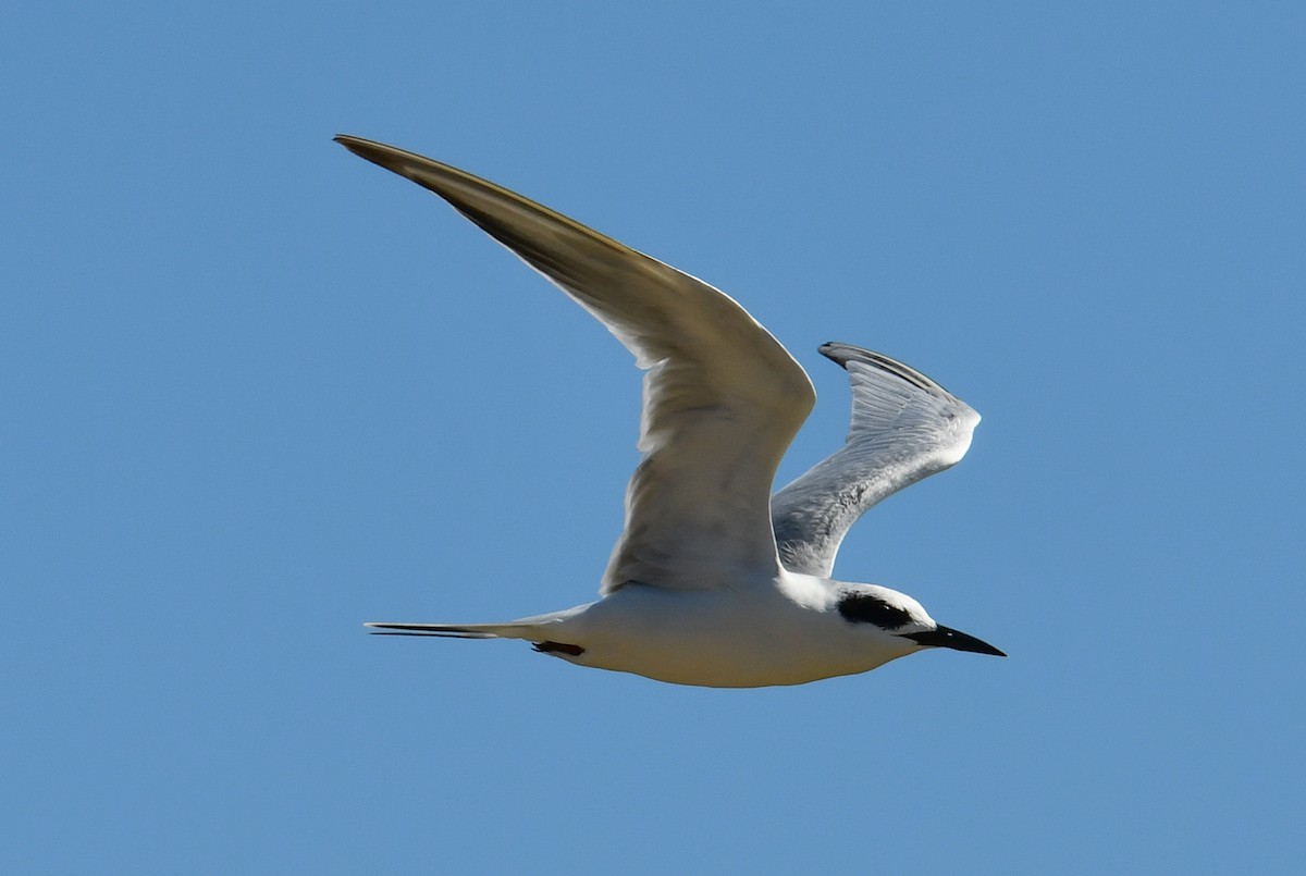 Forster's Tern - ML624519065