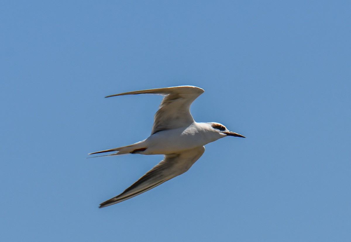 Forster's Tern - ML624519066