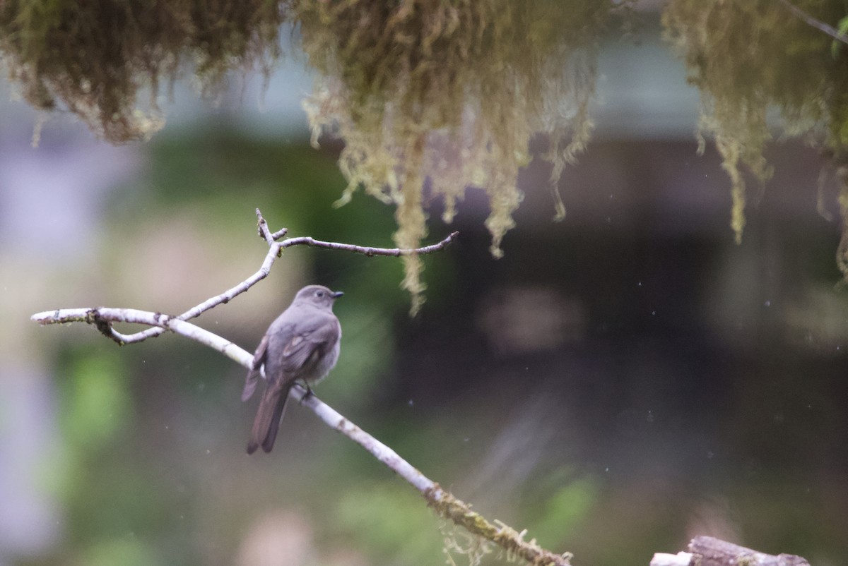 Townsend's Solitaire - Liam Ragan