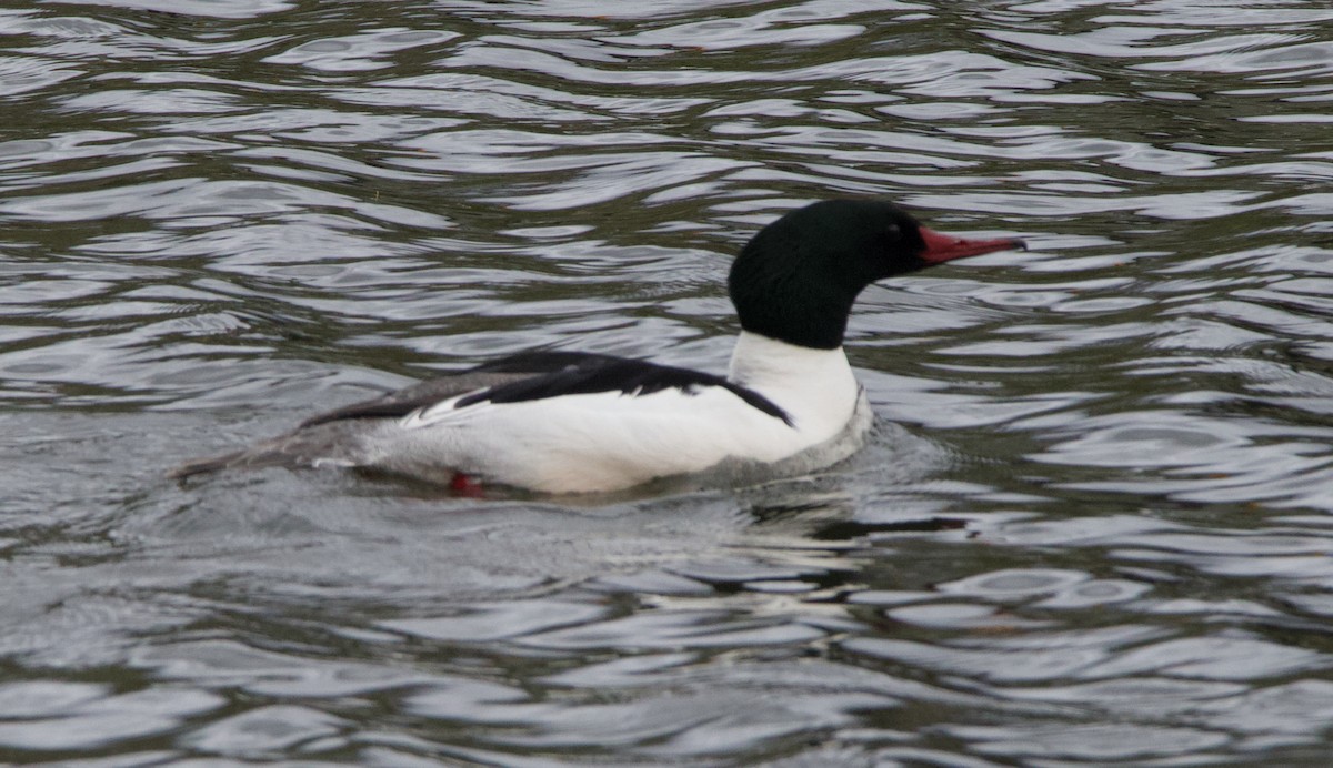 Common Merganser - ML624519144