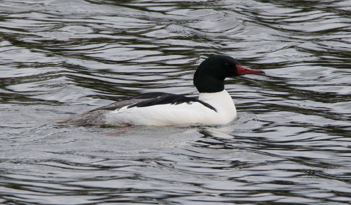 Common Merganser - ML624519145