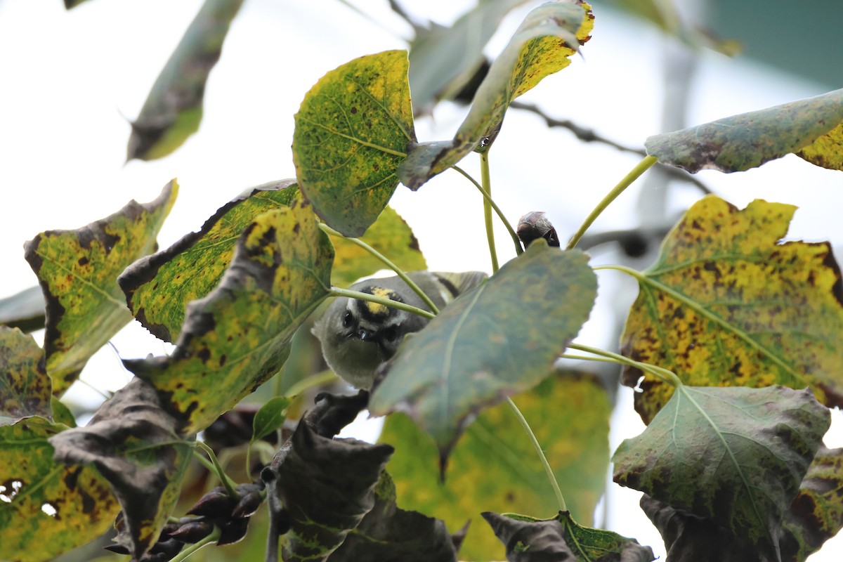 Golden-crowned Kinglet - ML624519149