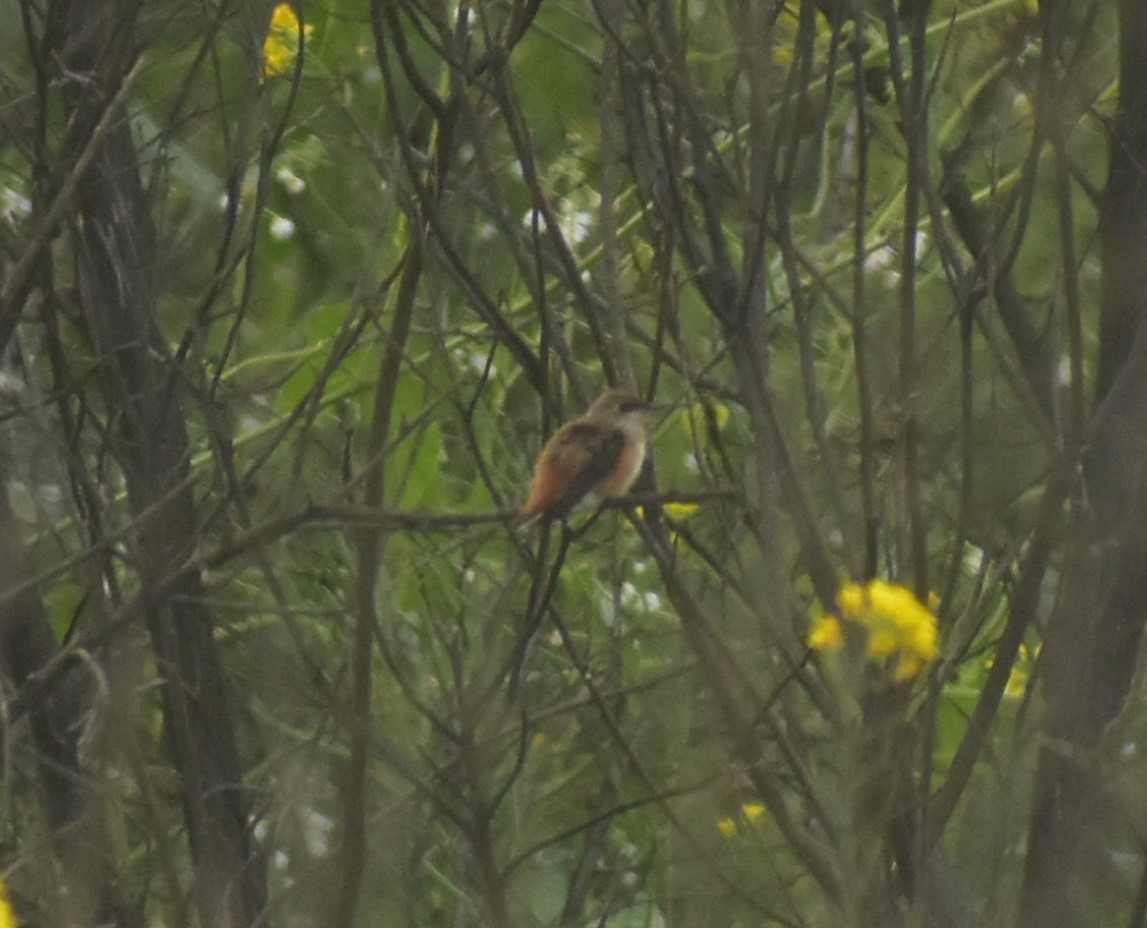 Rufous/Allen's Hummingbird - ML624519162