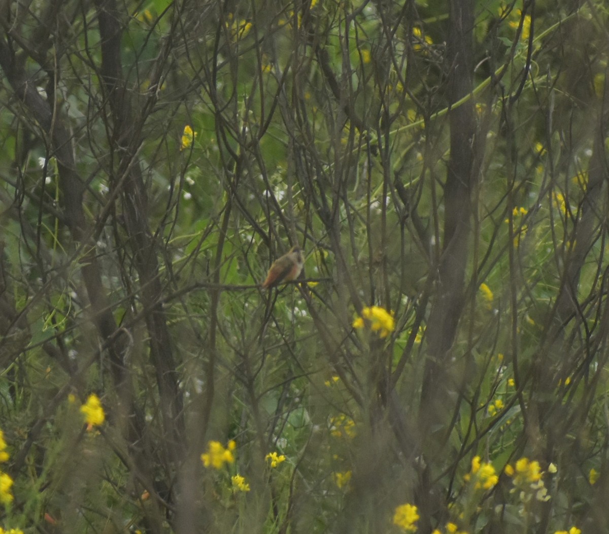 Rufous/Allen's Hummingbird - ML624519171