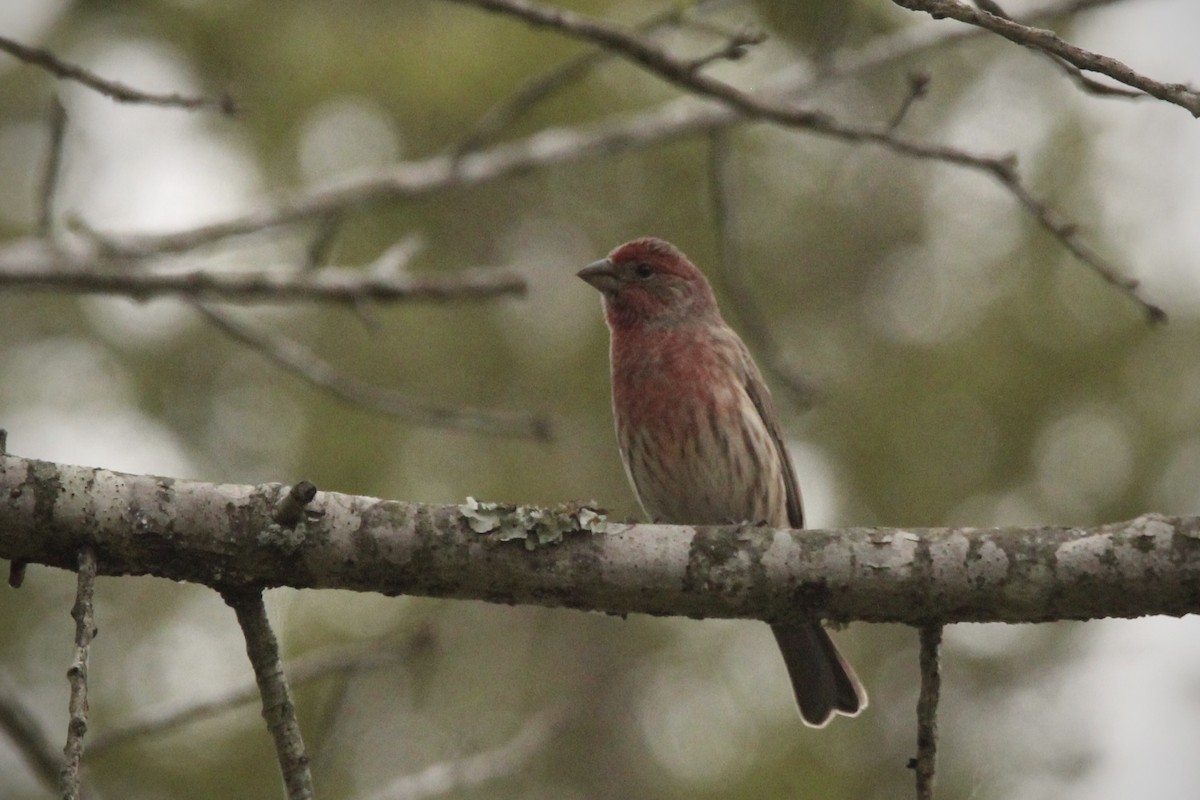 House Finch - ML624519219