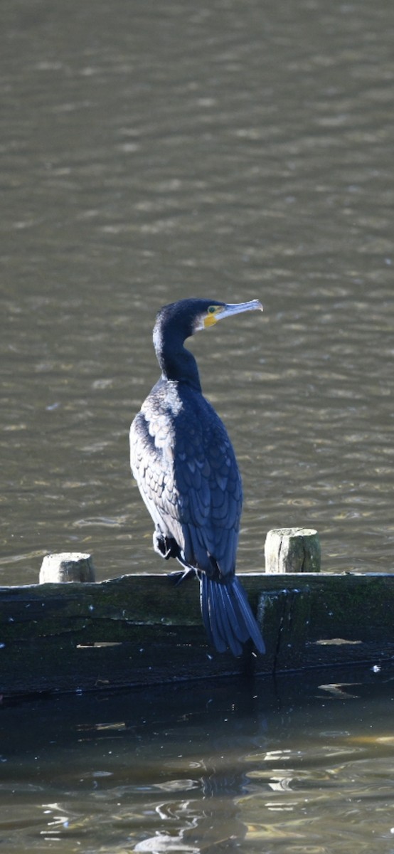 Cormorán Grande - ML624519238