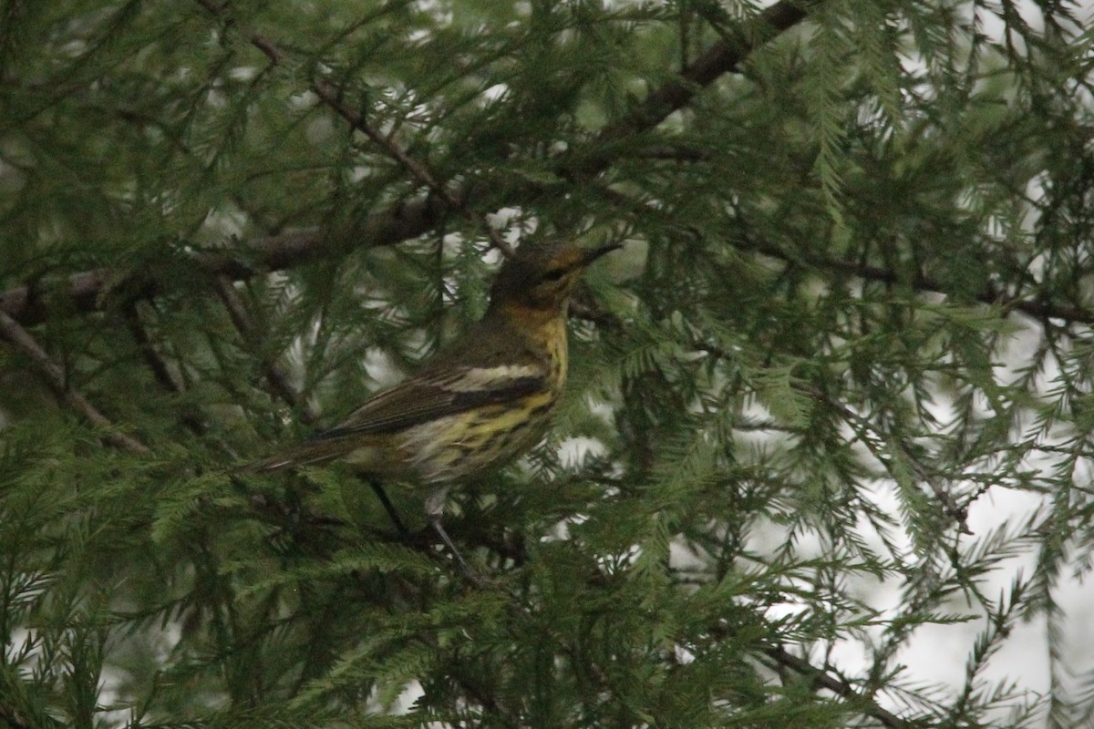 Cape May Warbler - ML624519240