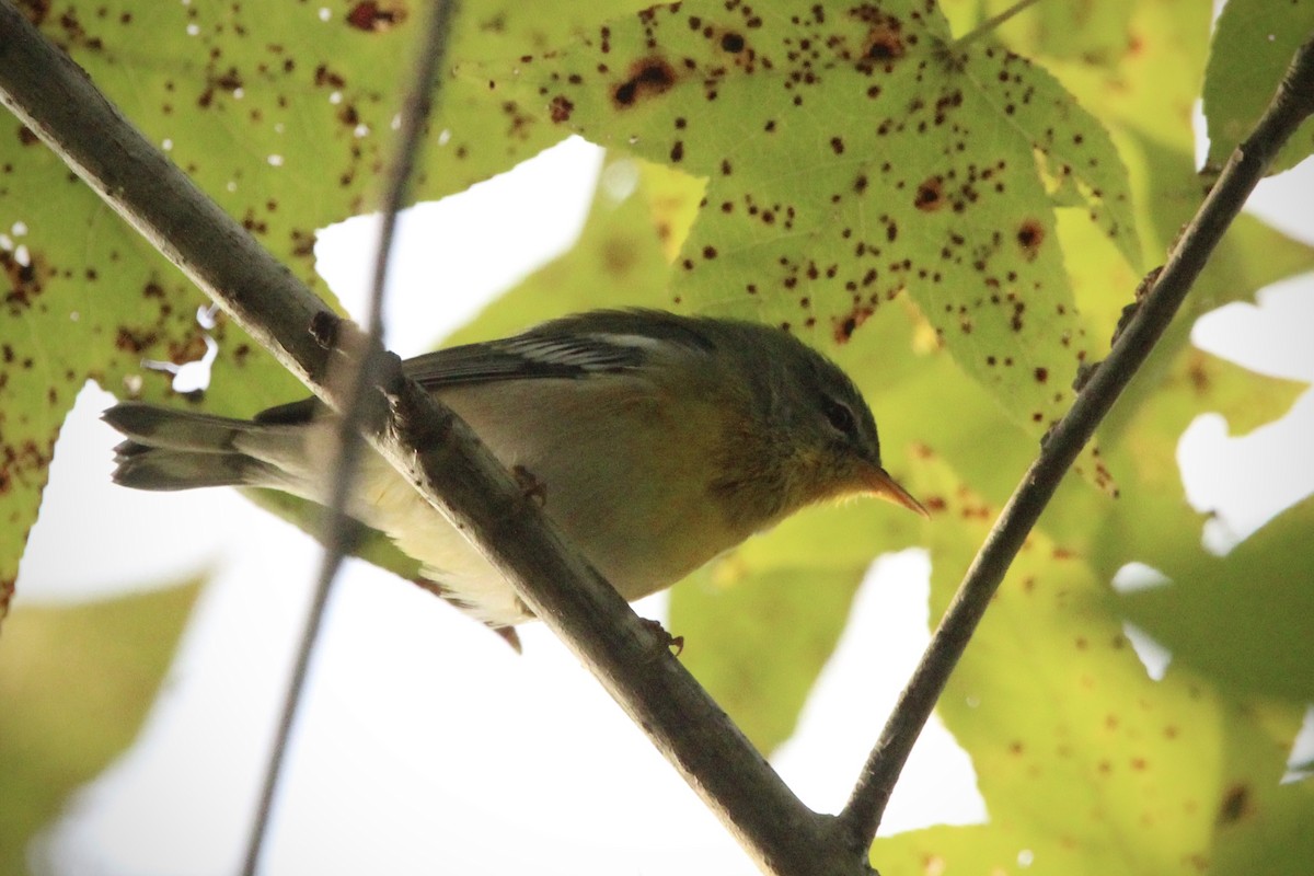 Northern Parula - ML624519243