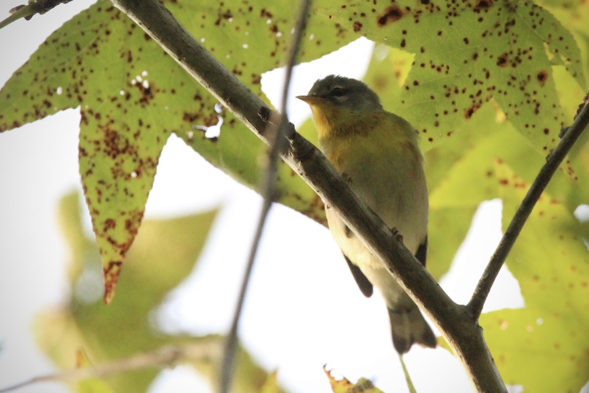 Northern Parula - ML624519244