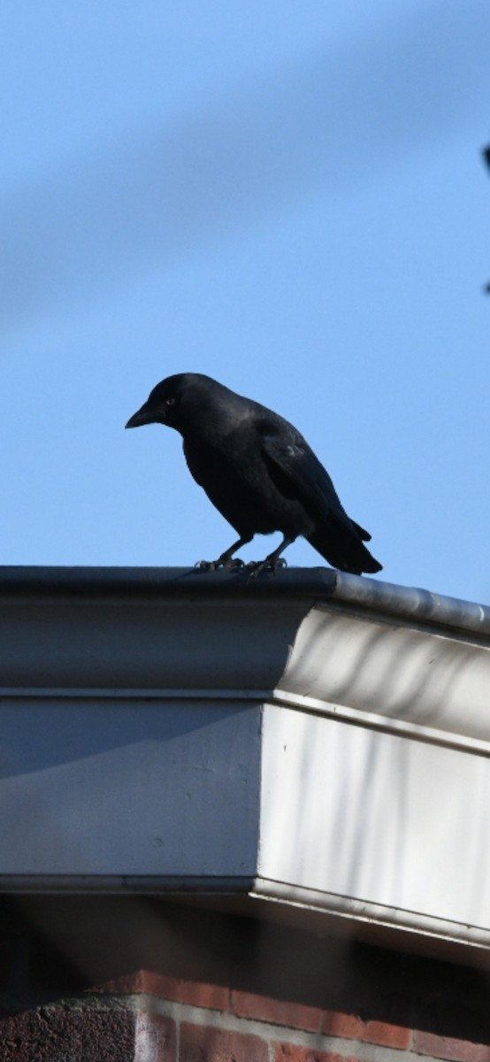 Eurasian Jackdaw - ML624519261