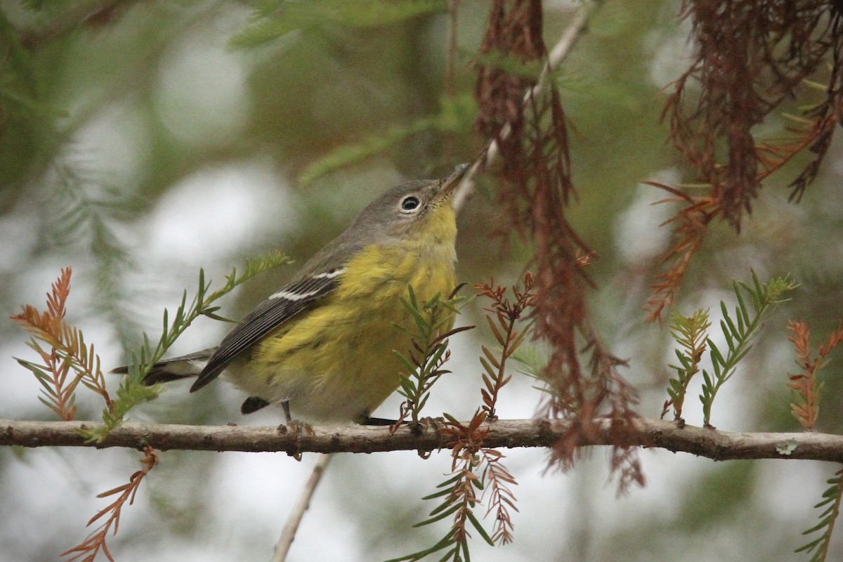 Magnolia Warbler - ML624519263