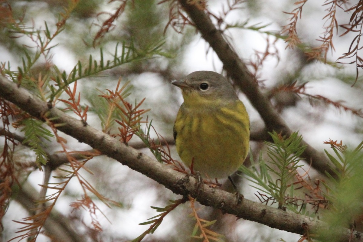 Magnolia Warbler - ML624519264