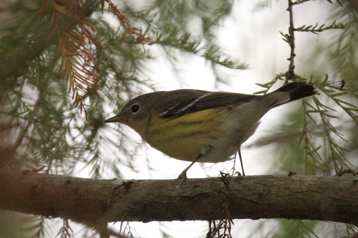 Magnolia Warbler - ML624519265