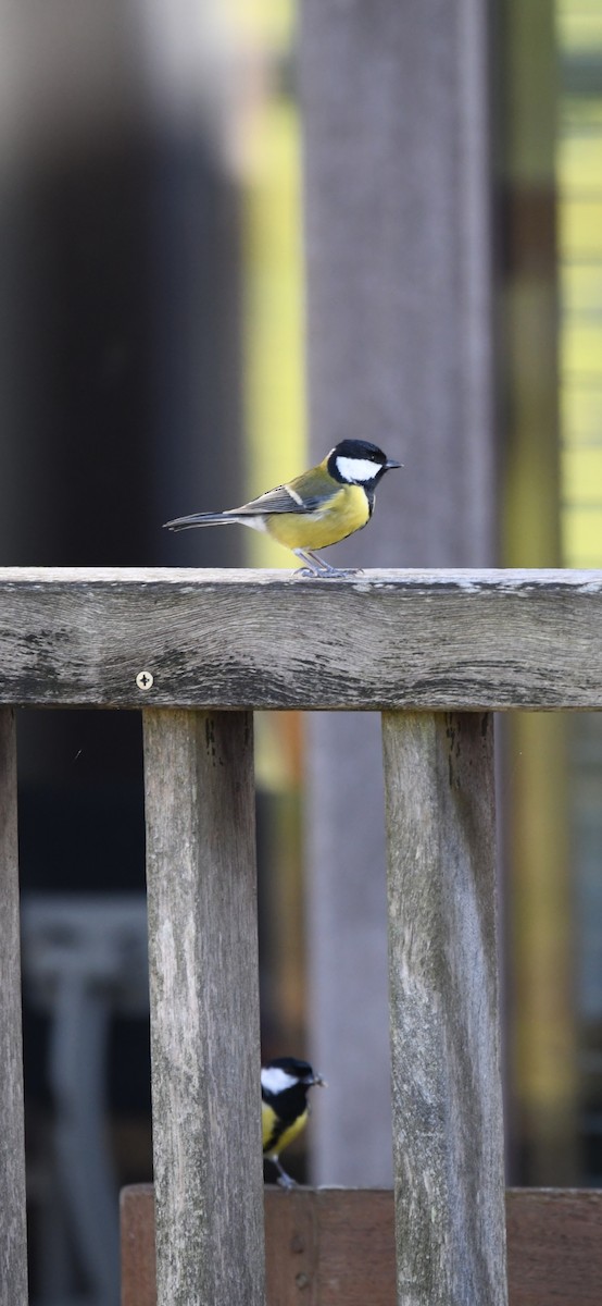 Great Tit - ML624519270